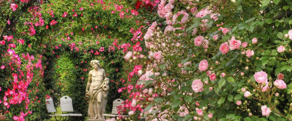 Vườn hồng Rose Garden
