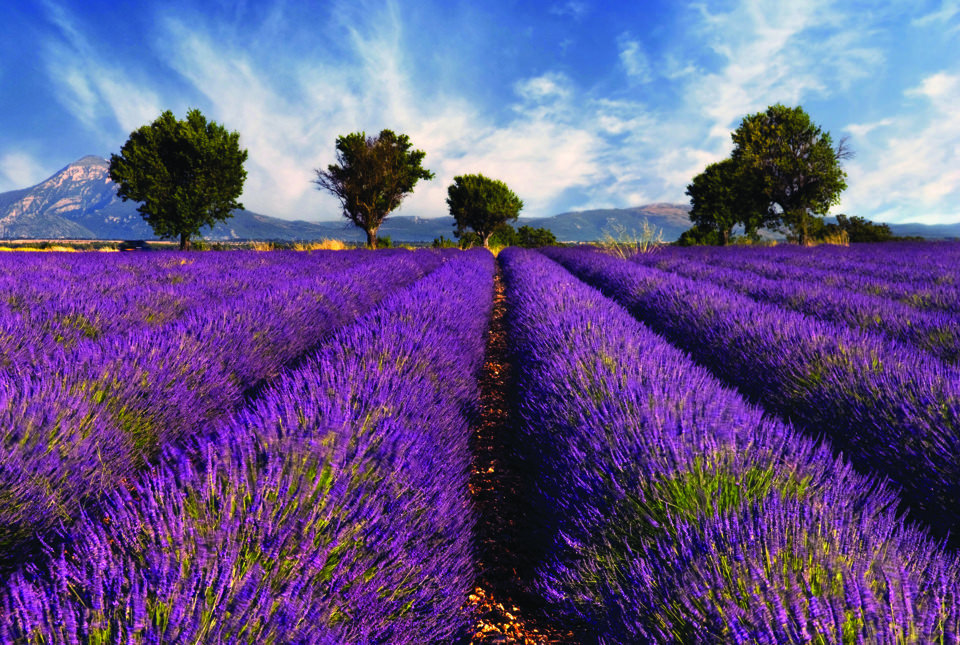 Cánh đồng hoa oải hương ở Pháp