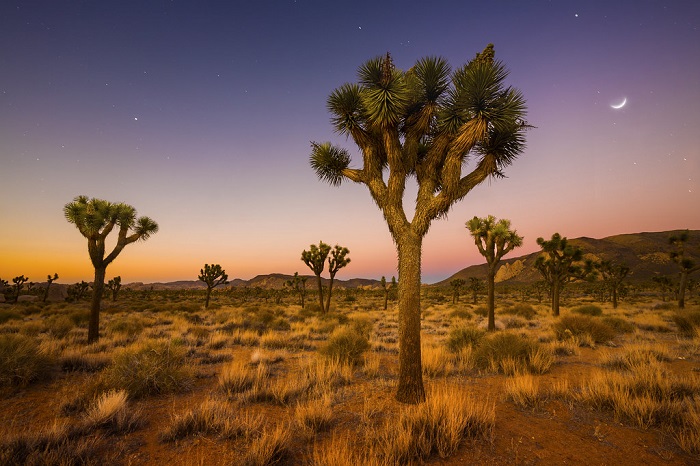 Vườn quốc gia Joshua Tree