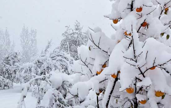 Mùa đông tại Sa Pa tuyết rơi