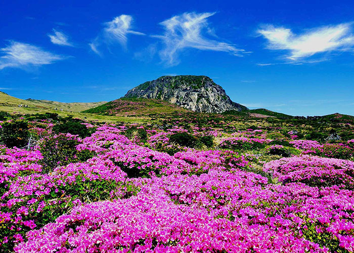 Năm 2011, Jeju được bầu chọn là một trong 7 kỳ quan thiên nhiên của thế giới.
