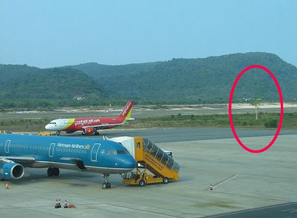 Bí ẩn xung quanh việc ‘cây ma’ bị cô gái trẻ nhập hồn ở sân bay Phú Quốc