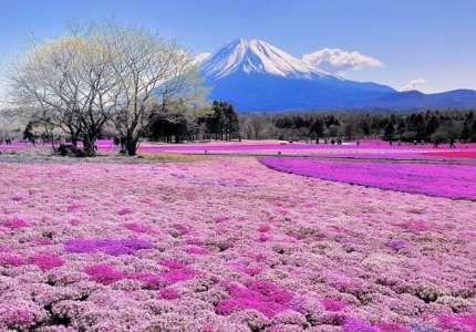 Chiêm ngưỡng vẻ đẹp của những cánh đồng hoa Nhật Bản