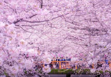 Chiêm ngưỡng vẻ đẹp của hoa anh đào Nhật Bản qua những bức ảnh