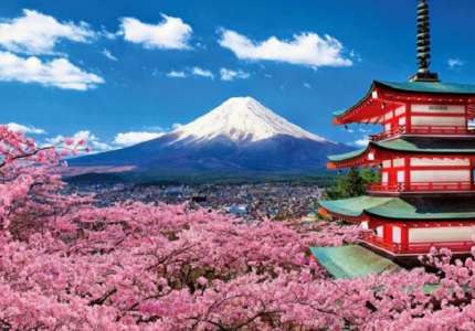 Chiêm ngưỡng vẻ đẹp hoa anh đào trên Núi Phú Sĩ
