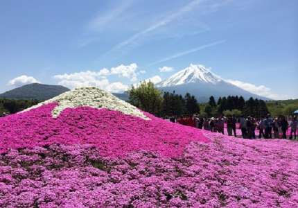 Lễ hội hoa Chi Anh ở Nhật Bản