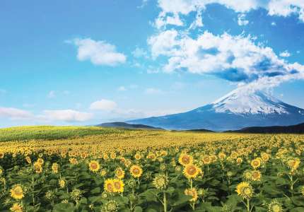 Nhật Bản rực rỡ mùa hoa hướng dương