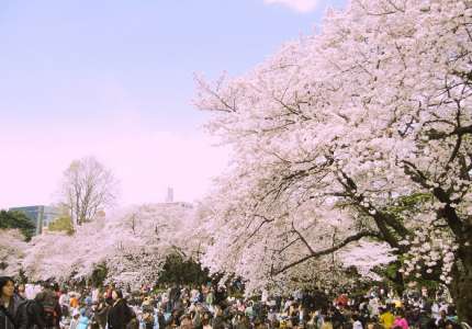 Du lịch Nhật Bản - TOP 10 điểm đến hấp dẫn nhất “xứ sở hoa anh đào”