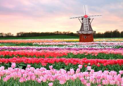 Khám phá nguồn gốc của Hoa Tulip ở nước nào & Ý nghĩa của loài Hoa Tulip