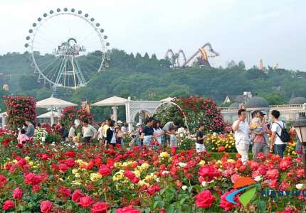 Công viên Everland Hàn Quốc mùa hè
