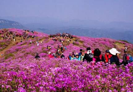 Du lịch Hàn Quốc mùa lễ hội hoa đỗ quyên
