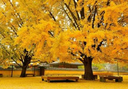 Những điểm để có những bức hình đẹp tại mùa thu Hàn Quốc
