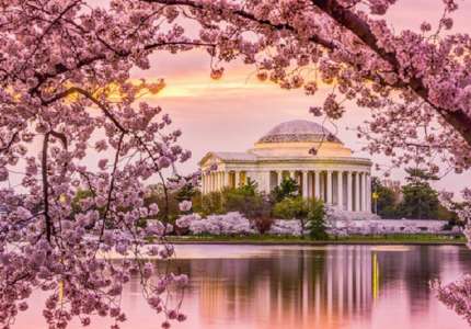 Chiêm ngưỡng vẻ đẹp mùa hoa anh đào nở rộ tại Washington