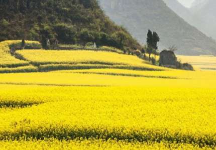 Mùa hoa cải vàng nở rộ ở Trung Quốc