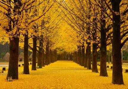 Những điểm đến tuyệt vời cho mùa thu Hàn Quốc