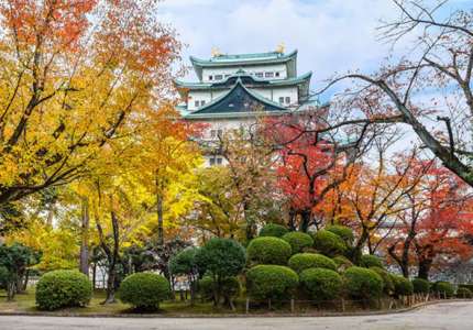 Đến thăm lâu đài Nagoya cổ kính ở Nhật Bản