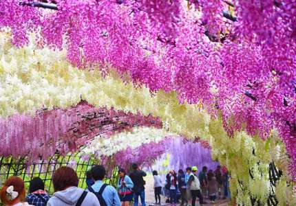 10 điểm đến đẹp tựa thiên đường tại Nhật Bản