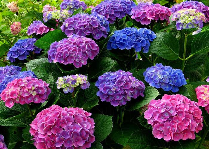 Tour du lịch Nhật Bản tháng 6 - Ngắm hoa Cẩm Tú Cầu đẹp rạng ngời